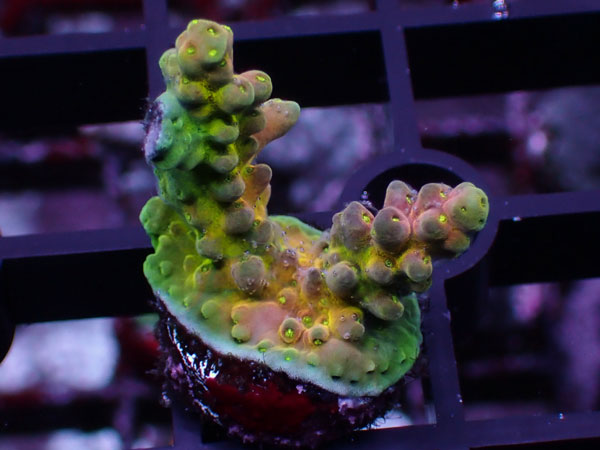 Aus Acropora Rosaria Cherry Blossom No.62