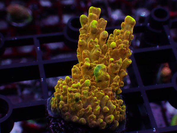 Urocoral UC Golden Jawdropper No.63