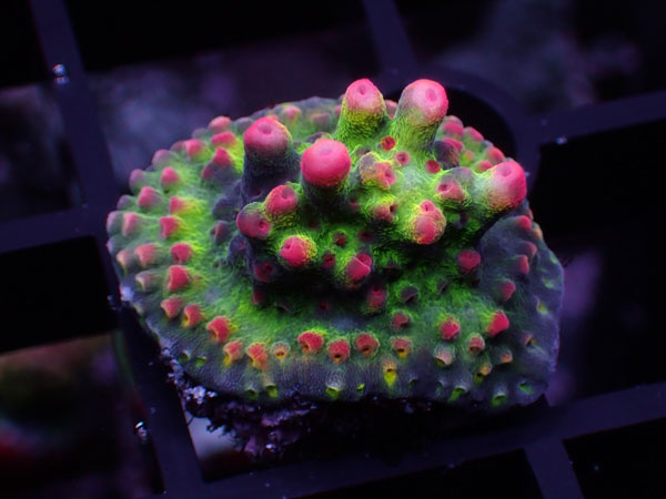 Aus Acropora Sp.ULTRA No.64