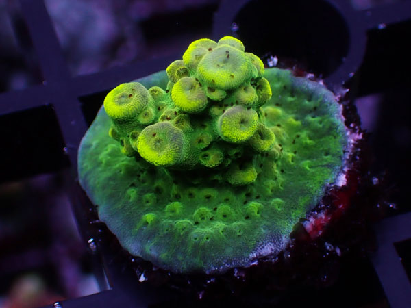 Aus Acropora Sp.ULTRA Jorker No.67