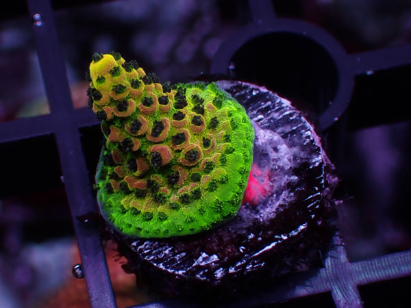 Aus Acropora Sp.ULTRA No.68