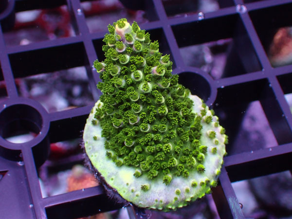 Aus Acropora Robusta ULTRA No.69