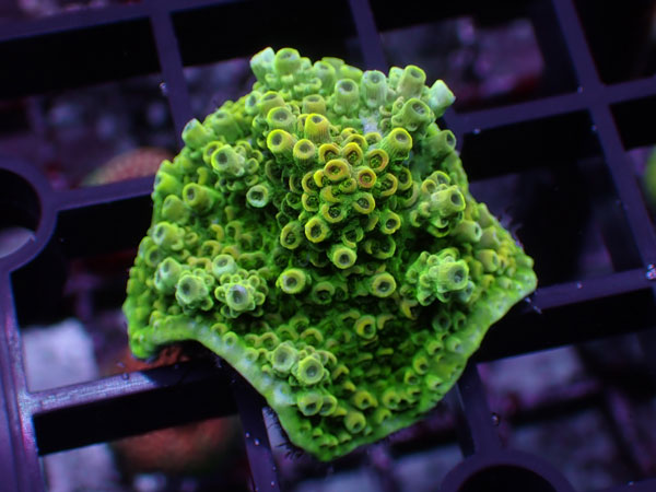 Aus Acropora Hyacinthus ULTRA No.70