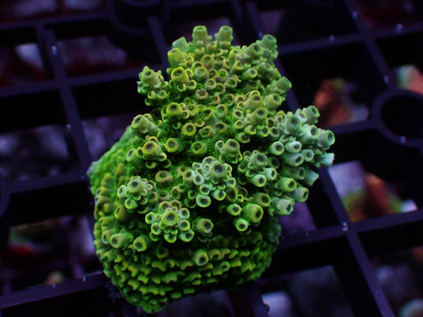 Aus Acropora Hyacinthus ULTRA No.71