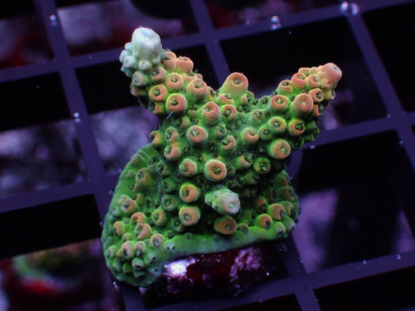 Acropora Sp. No.72