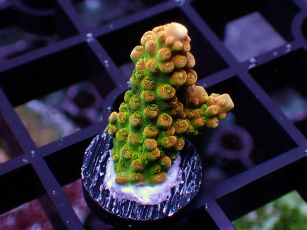 GB Indonesia Acropora Divaricata Yellow No.74
