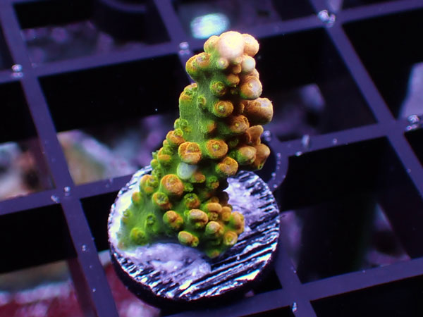 GB Indonesia Acropora Divaricata Yellow No.75