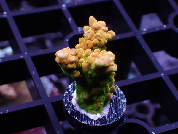 GB Indonesia Acropora Divaricata Yellow No.76
