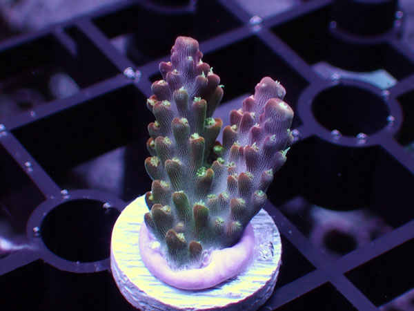 Uro coral Rainbow Loom No.87