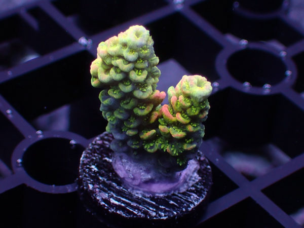 Acropora Vermiculata Orange Tip No.88