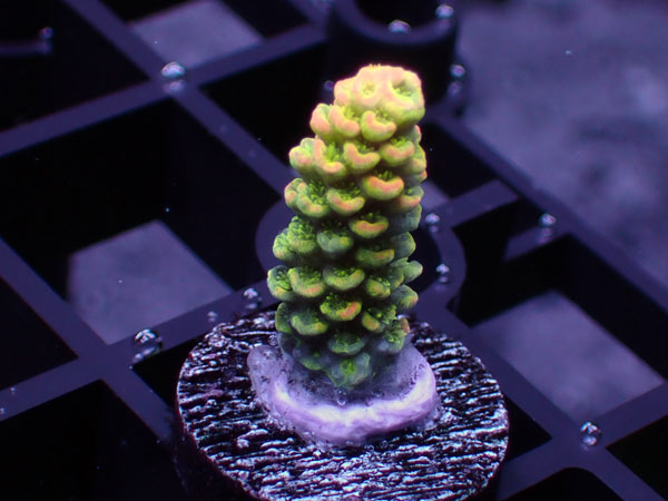 Acropora Vermiculata Orange Tip No.89