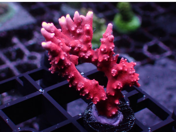 SR TNT Anacropora No.90