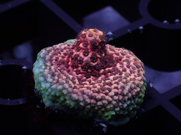 Aus Acropora Millepora Red No.91