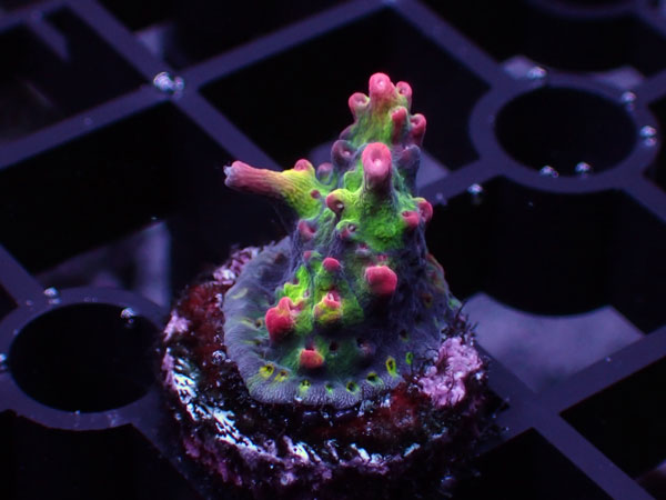 Acropora Microclados SSC No.92