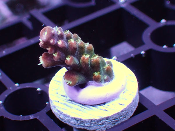 Uro coral Rainbow Loom No.93