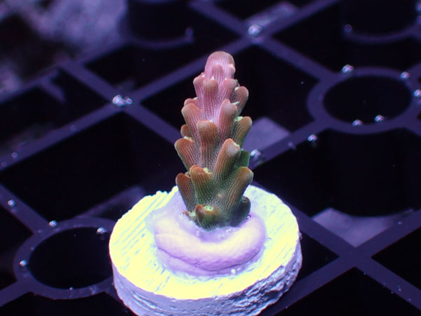 Uro coral Rainbow Loom No.94