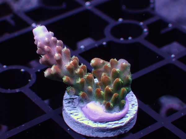 Uro coral Rainbow Loom No.95