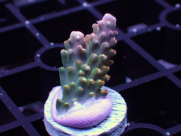 Uro coral Rainbow Loom No.96