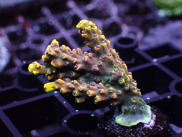 Acropora Sp. Pink Yellow Tip No.97