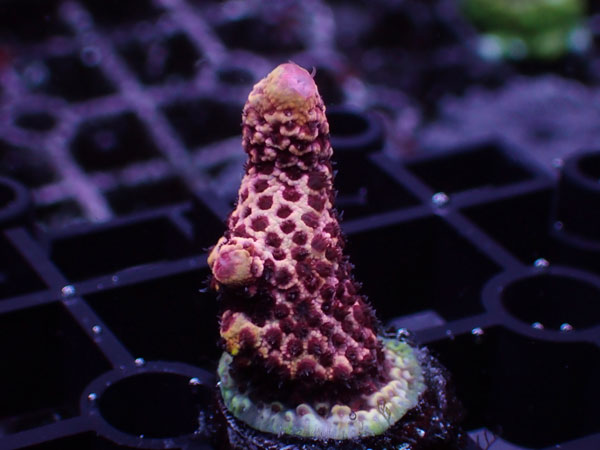 Acropora Millepora Red No.98