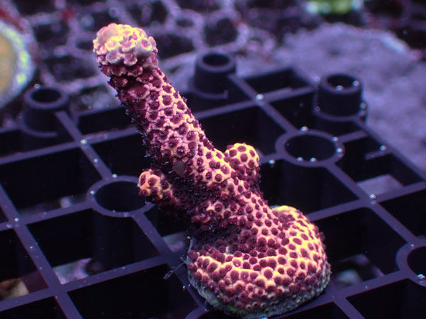 Acropora Millepora Red No.99