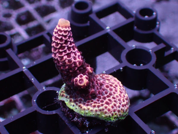 Acropora Millepora Red No.100