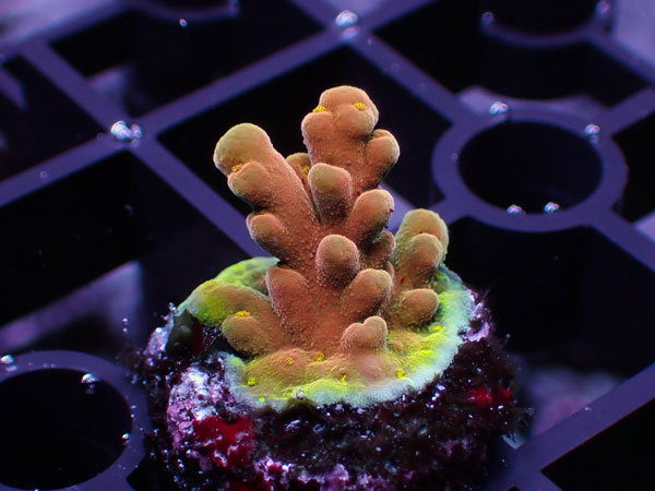 AUS Acropora Rosaria Cherry Blossom No.102