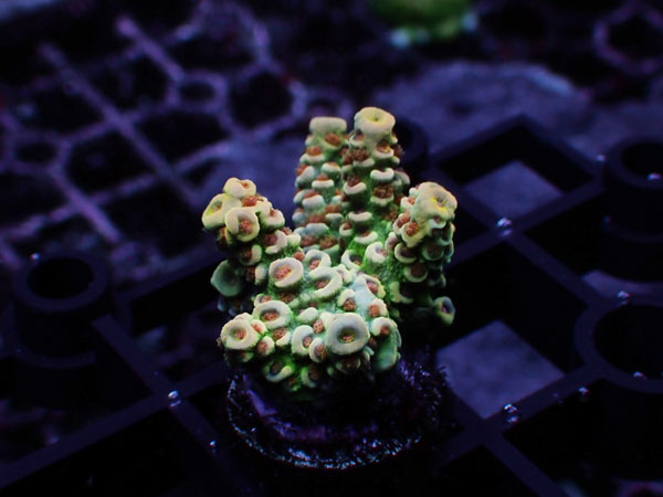 GB Indonesia Acropora Tenuis Special No.103