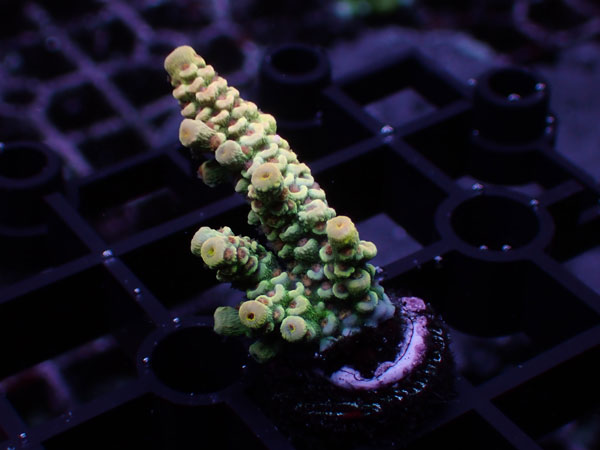 GB Indonesia Acropora Tenuis Special No.104