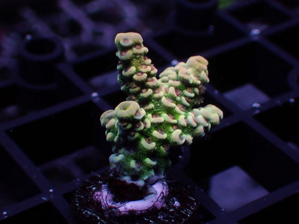 GB Indonesia Acropora Tenuis Special No.105