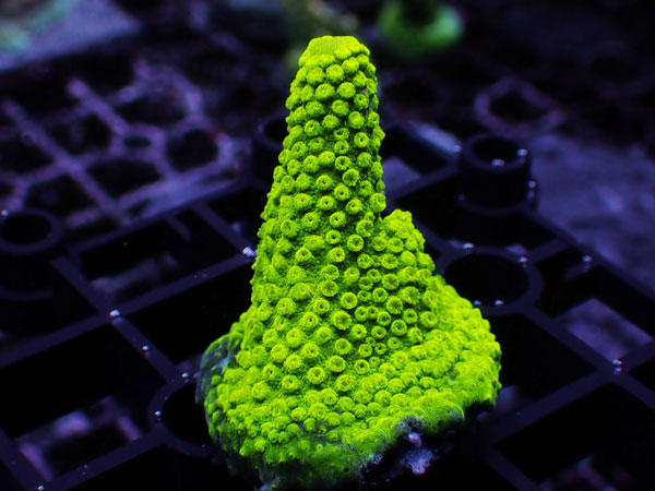 USA SDC Green Slimer  No.106