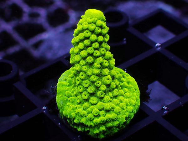 USA SDC Green Slimer  No.107