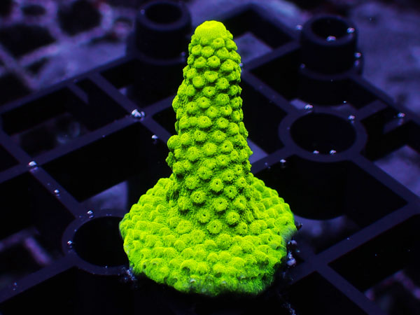 USA SDC Green Slimer  No.108