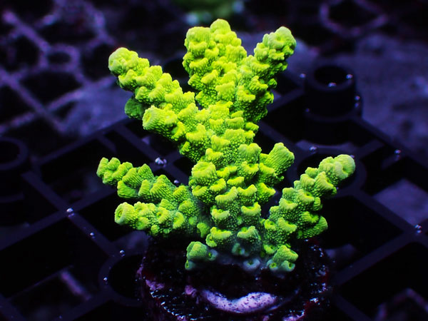 GB Indonesia Acropora Tenuis Green No.109