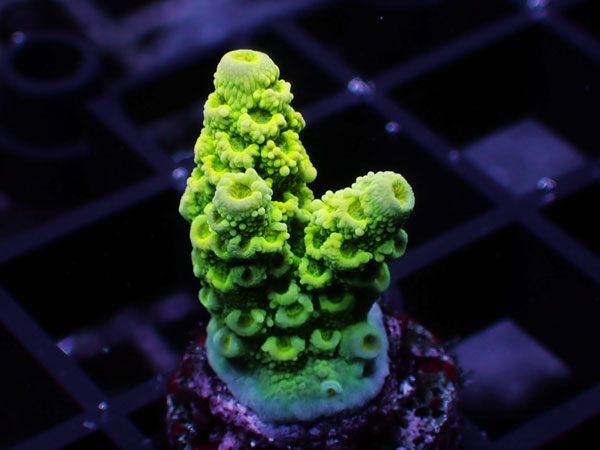 GB Indonesia Acropora Tenuis Green No.110