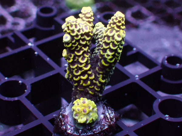 Acropora Millepora Rare Yellow No.111