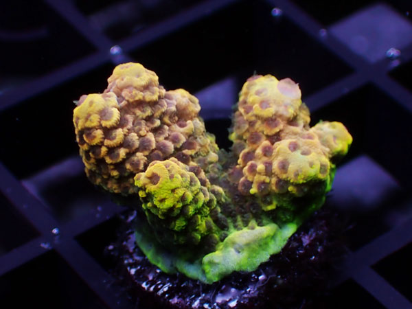 Acropora Millepora Special No.112