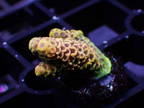 Acropora Millepora Special No.113