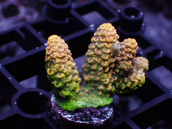 Acropora Millepora Special No.114