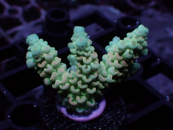 GB Indonesia Acropora Tenuis Homewrecker  No.115
