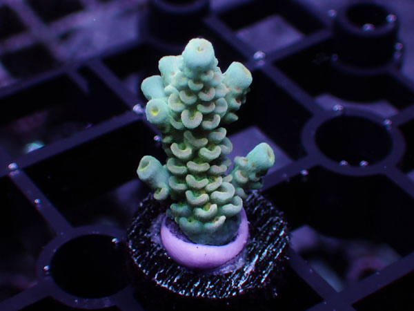 GB Indonesia Acropora Tenuis Homewrecker  No.116