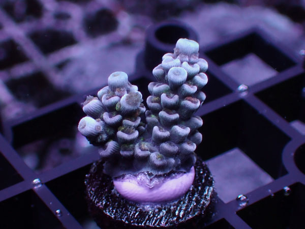 GB Indonesia Acropora Tenuis Rainbow Polyp  No.118