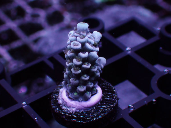 GB Indonesia Acropora Tenuis Rainbow Polyp  No.119