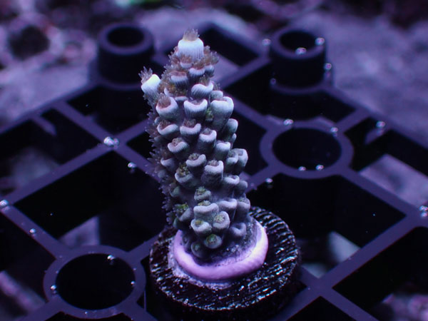 GB Indonesia Acropora Tenuis Rainbow Polyp  No.120