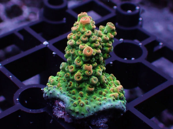Aus Acropora Sp. No.121