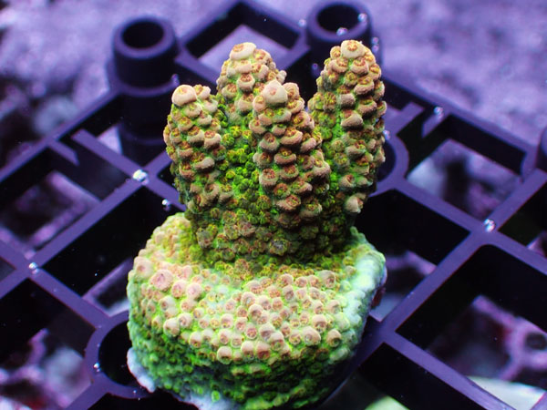 Aus Acropora Sp. No.122