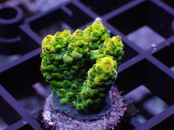 Aus Acropora Sp. No.123