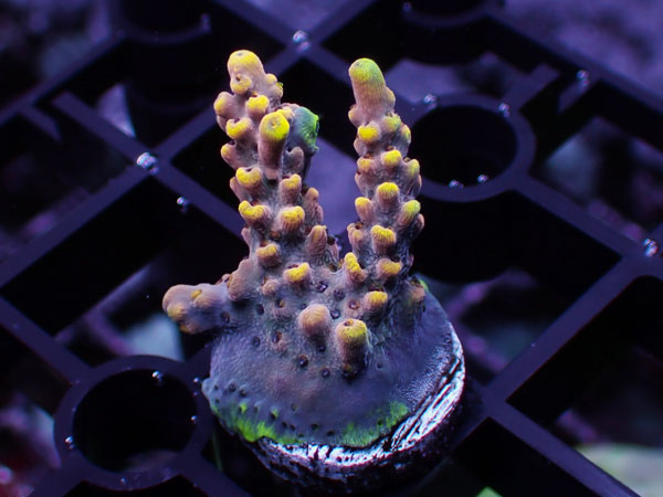 Acropora Sp. Indo shortcake No.125