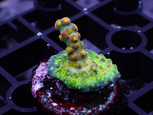 Aus Acropora Sp. No.126