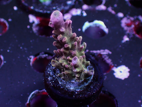 Violet Votex No.11